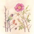 Nootka Rose & Hummingbird by Dorota Haber-Lehigh